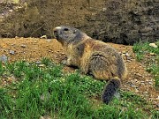 Spettacolo di fiori e marmotte sui sentieri per i Laghetti di Ponteranica – 18magg22  - FOTOGALLERY